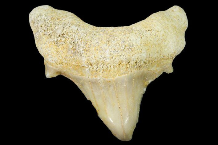 Pathological Fossil Shark (Otodus) Tooth - Morocco #108274